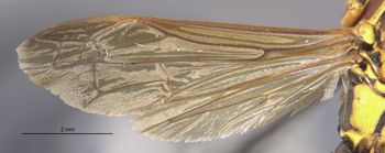 Media type: image;   Entomology 33160 Aspect: wing